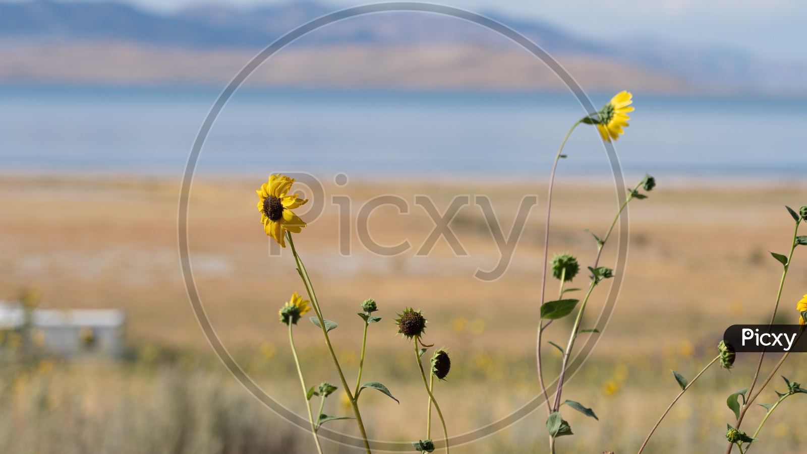 Yellow Oxeye Daisy flower plants in Salt Lake City