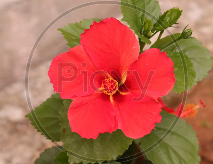 Hibiscus rosa-sinensis, known colloquially as Chinese hibiscus, China rose, Hawaiian hibiscus,rose mallow and shoeblackplant  is a species of tropical hibiscus, a flowering plant in the Hibisceae tribe of the family Malvaceae.