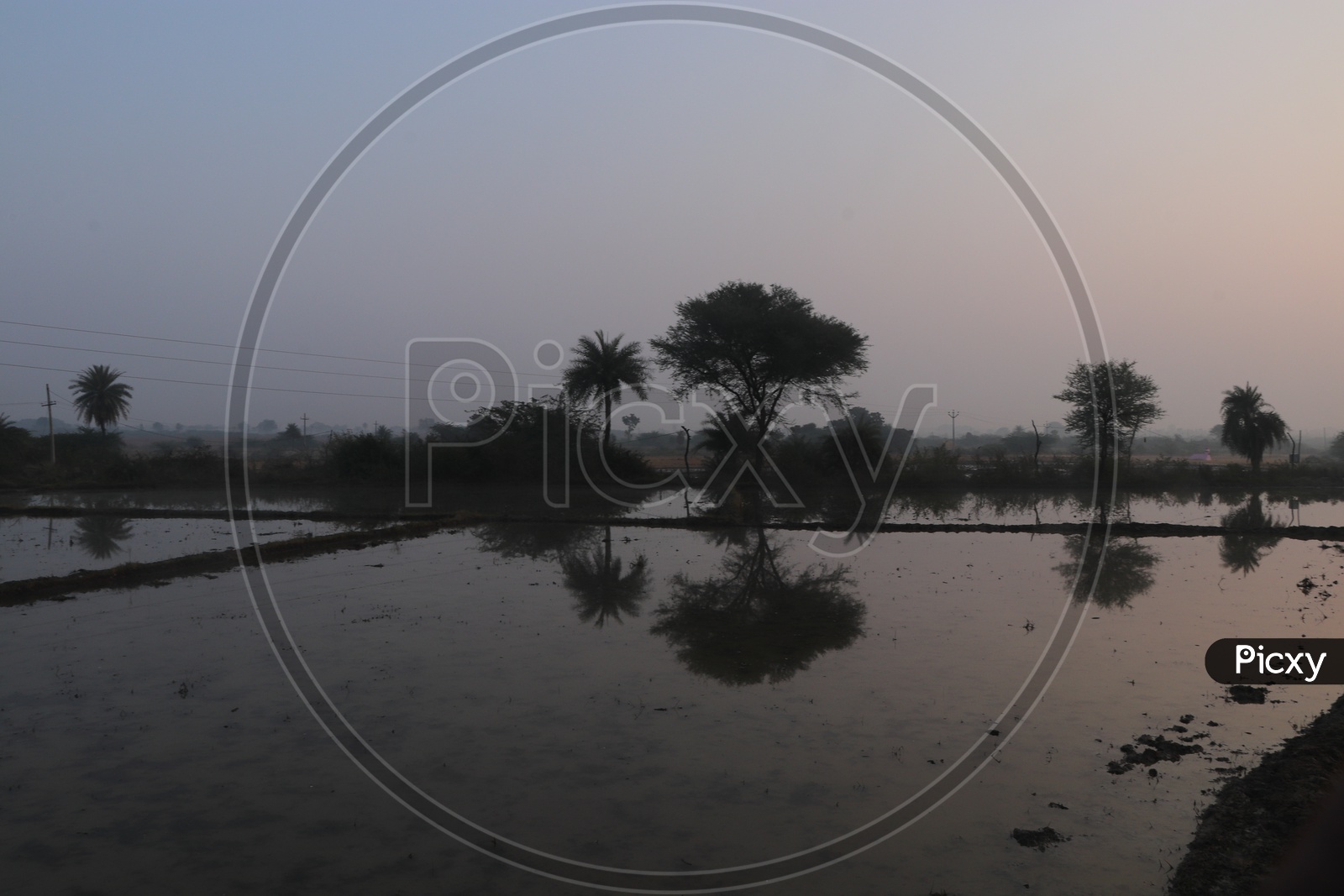 Reflection Of Trees on Water Surface  At Water Filled Paddy Fields