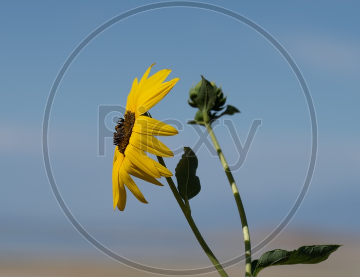 Close up of Yellow Oxeye Daisy Flower
