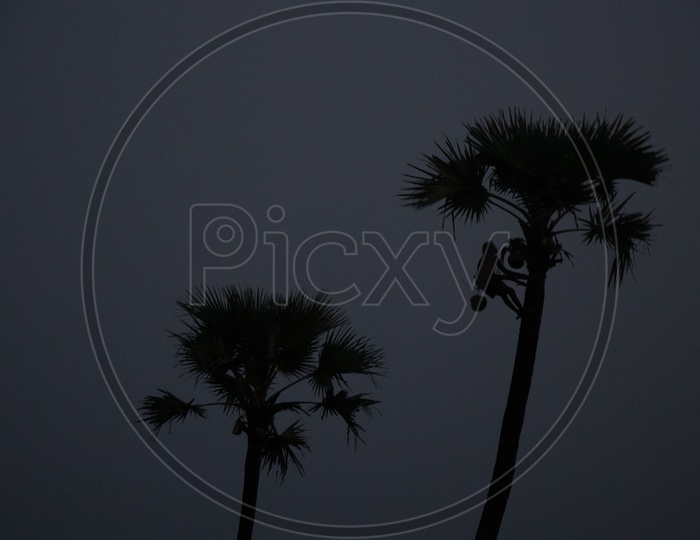 Silhouette Of a Toddy Tapper Climbing Palmyra Tree