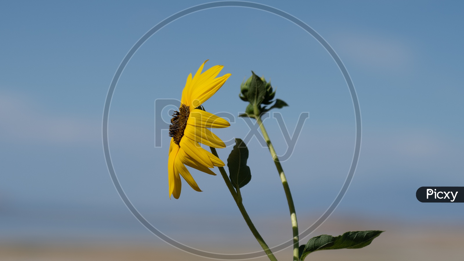Close up of Yellow Oxeye Daisy Flower