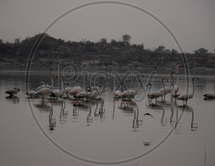 Migratory Flamingo Birds  As a Colony  At Ameenpur Lake In Hyderabad