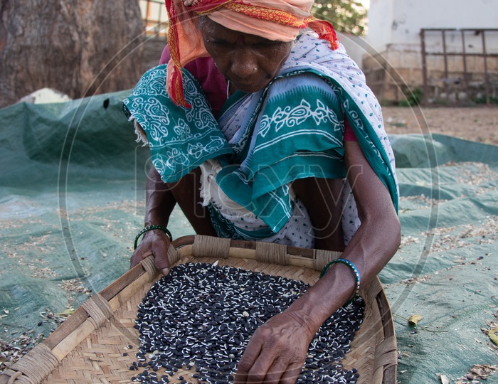 Indian Old Woman Sieving In Traditional Way At Rural Indian Villages