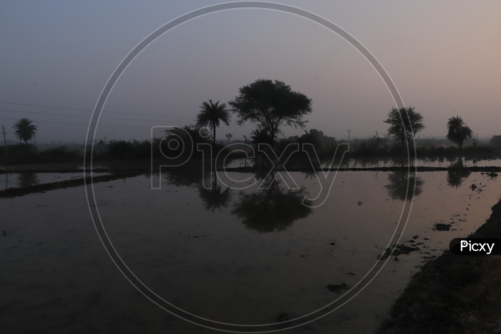 Reflection Of Trees on Water Surface  At Water Filled Paddy Fields