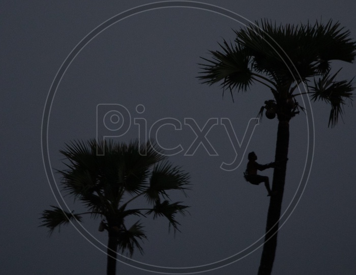 Silhouette Of a Toddy Tapper Climbing Palmyra Tree