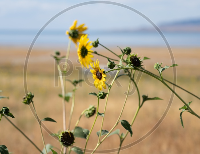 Image of flower-FX496114-Picxy