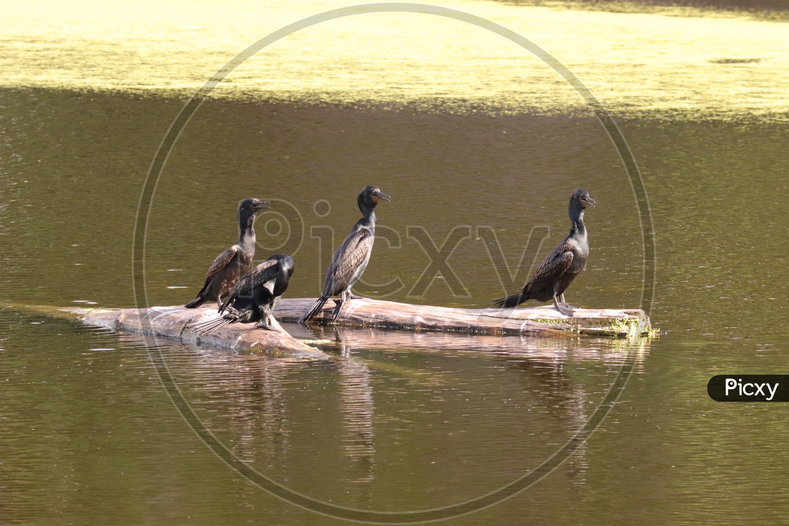The Indian cormorant or Indian shag (Phalacrocorax fuscicollis) is a member of the cormorant family.