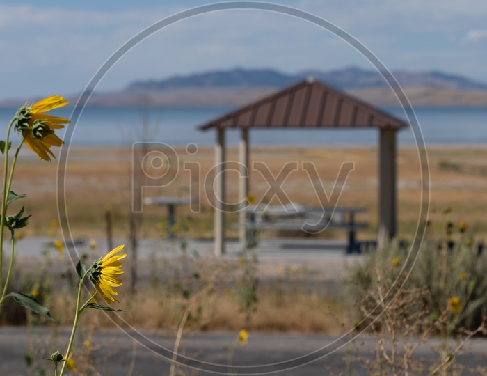 Yellow Flowers in Salt Lake City