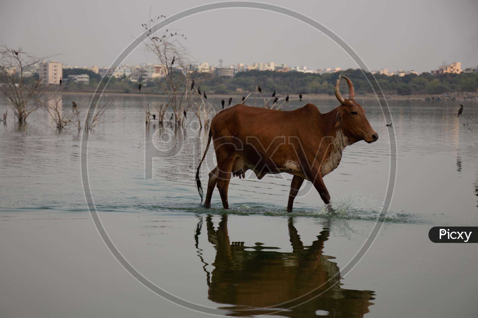 A  Cow Walking Out From a  Lake Water