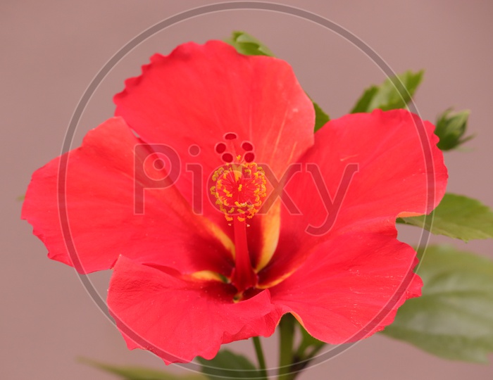Hibiscus rosa-sinensis, known colloquially as Chinese hibiscus, China rose, Hawaiian hibiscus,rose mallow and shoeblackplant  is a species of tropical hibiscus, a flowering plant in the Hibisceae tribe of the family Malvaceae.