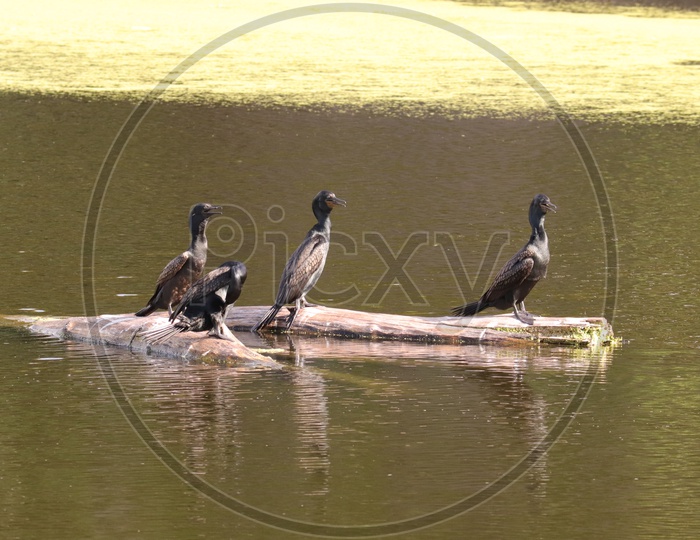 The Indian cormorant or Indian shag (Phalacrocorax fuscicollis) is a member of the cormorant family.
