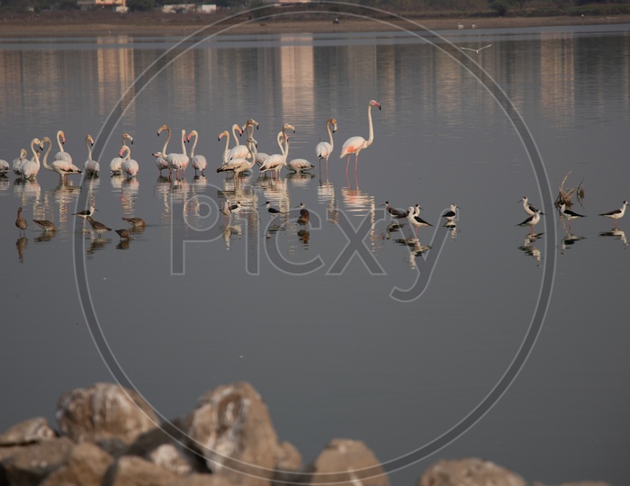 Flamingo Birds In Ameenpur Lake