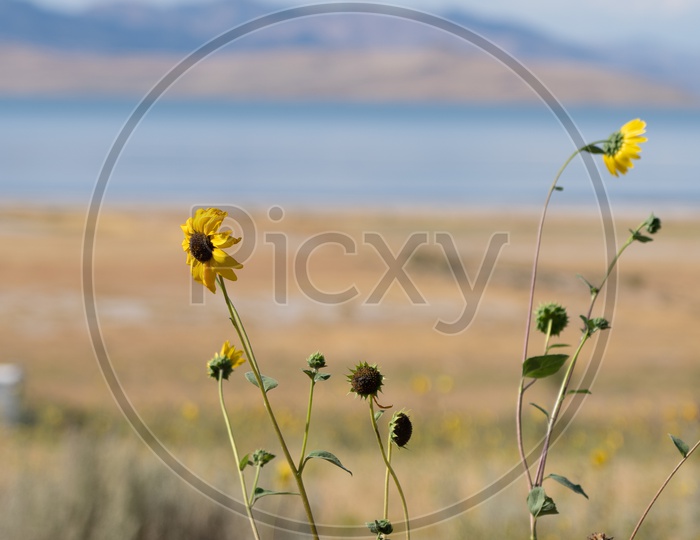 View of Yellow Oxeye Daisy flower plants in Salt Lake City