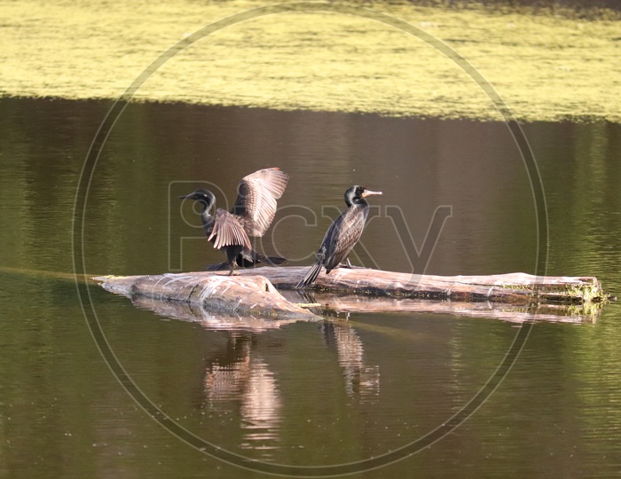 The Indian cormorant or Indian shag (Phalacrocorax fuscicollis) is a member of the cormorant family