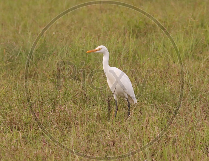 White Crane Bird