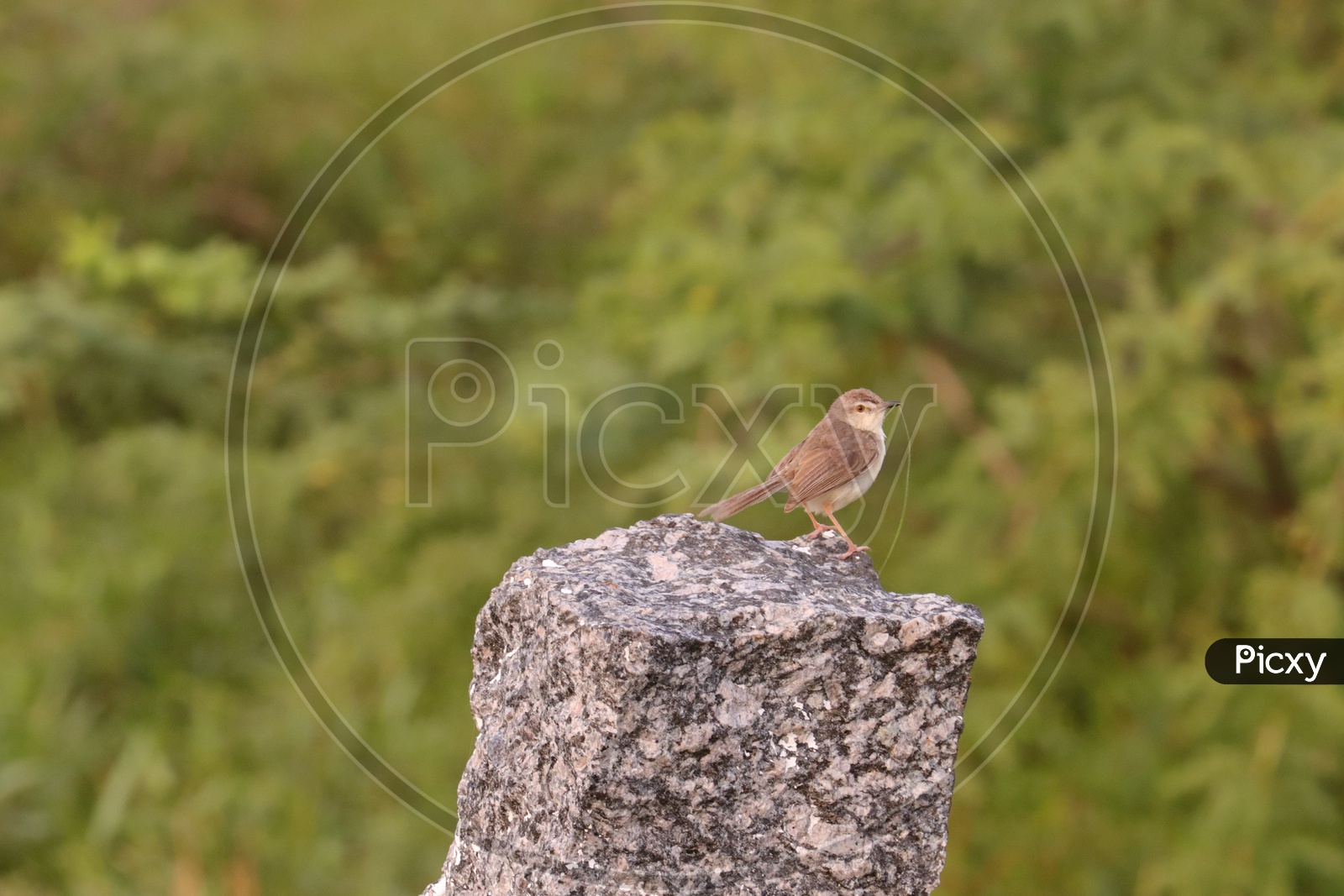 Bird on the stone