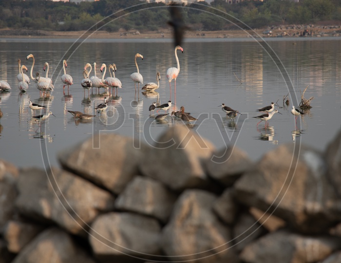 Flamingo Birds In Ameenpur Lake