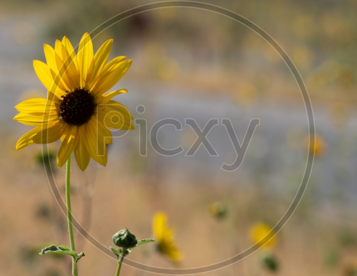 Yellow Oxeye Daisy flower in the sun light