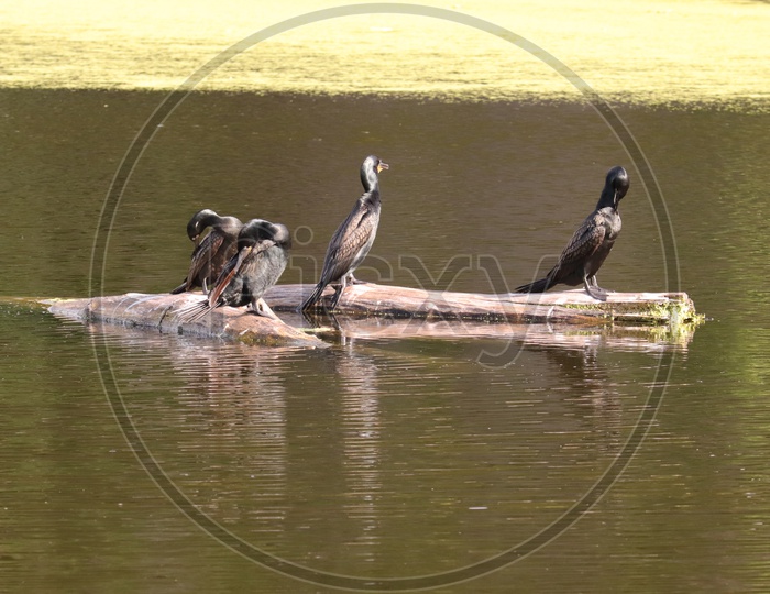 The Indian cormorant or Indian shag (Phalacrocorax fuscicollis) is a member of the cormorant family