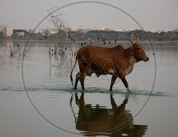 A  Cow Walking Out From a  Lake Water