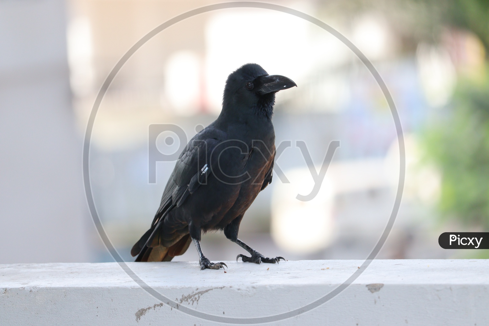 Close up of Raven blackbird face and beak