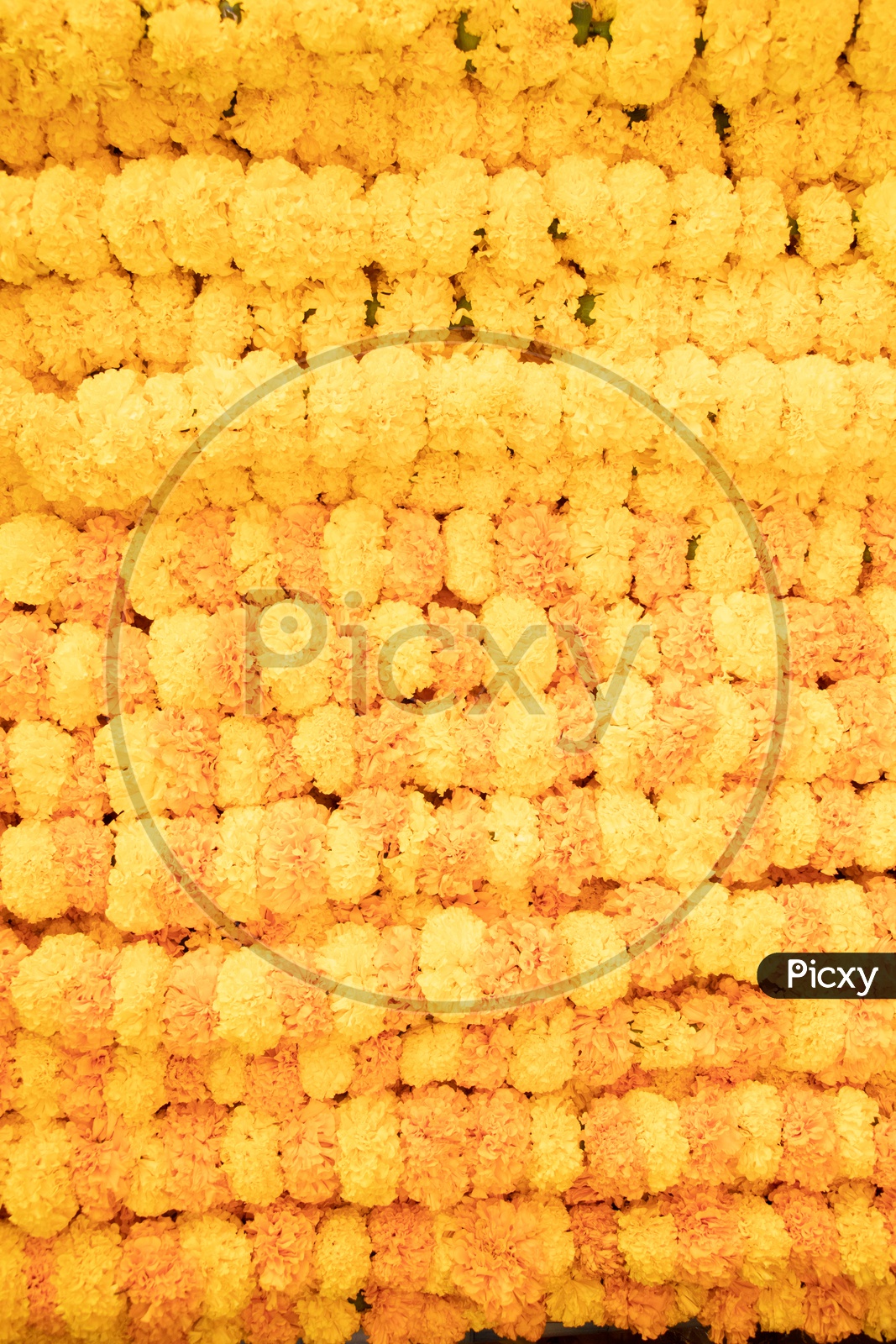 Marigold Flower Garlands Closeup