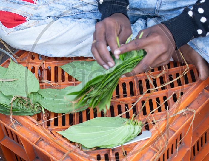 Vendor With Betel Leafs Or Thamalapakulu In Hands Closeup