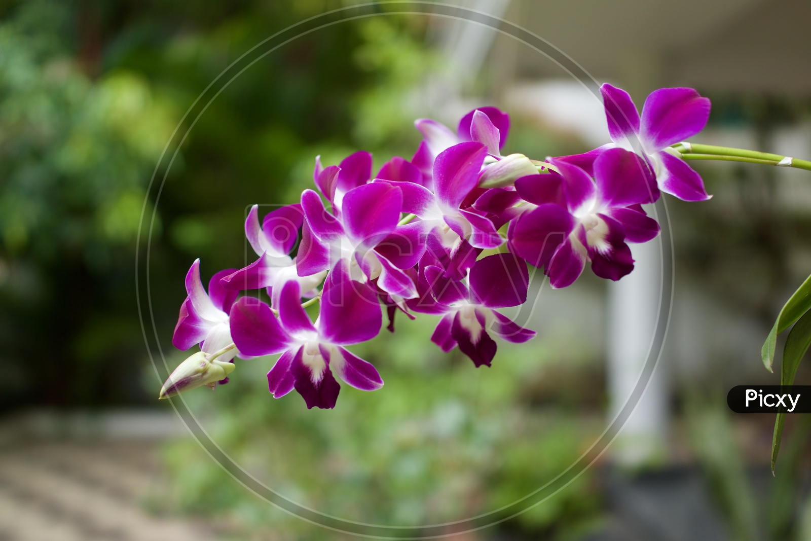 Beautiful Orchid bloom