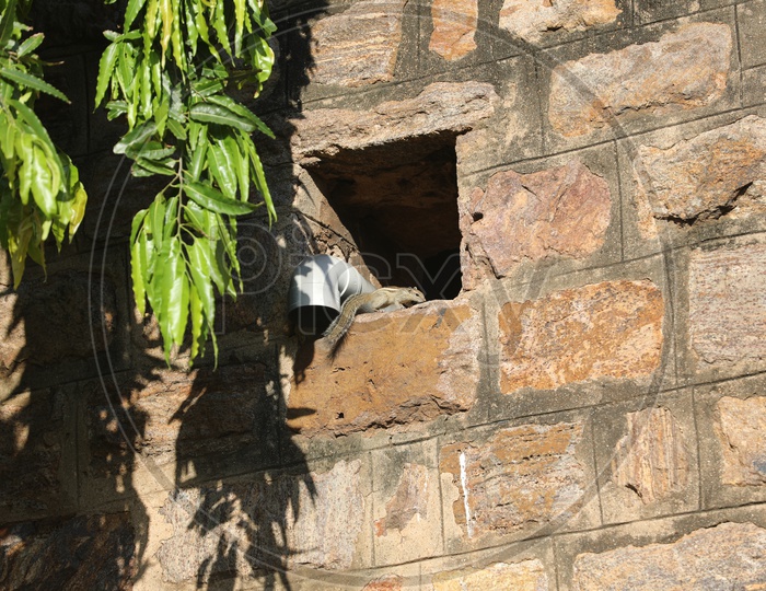 A Squirrel on the hole of the wall