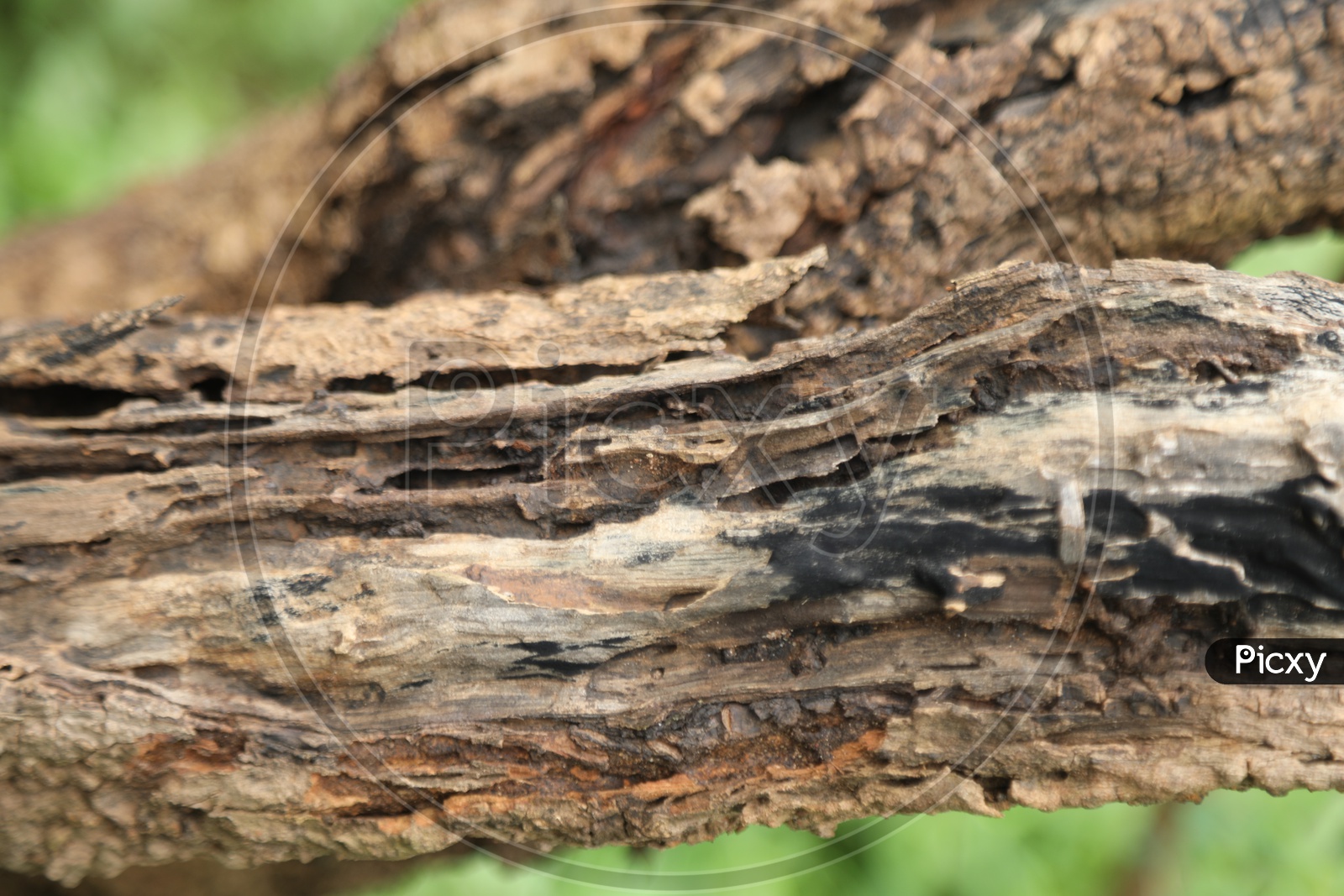 Borer Patches of the bark