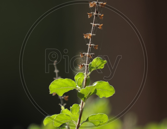 Dry Tulasi Leaf during sunlight