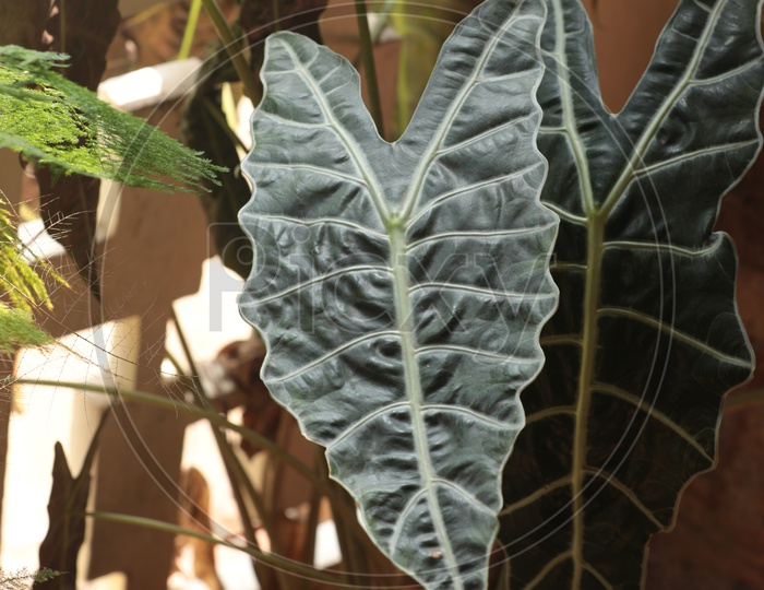 A Chard Plant leaf