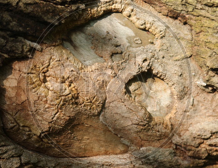 Sunscald of a tree bark