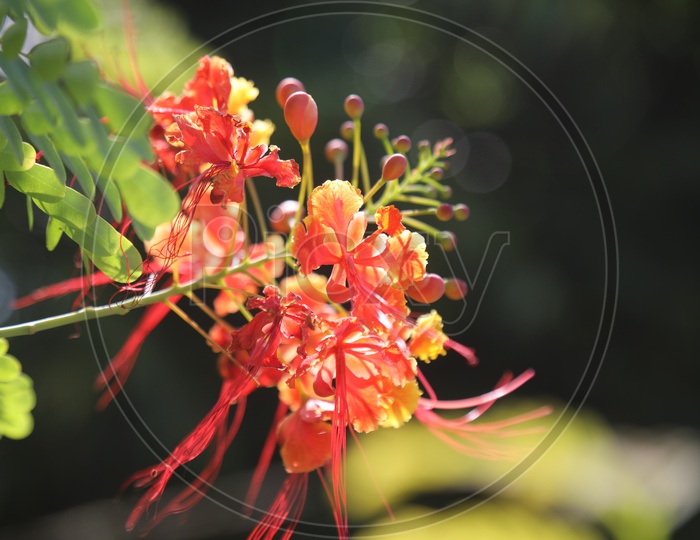 Red Grevillea 'Superb' Flowers