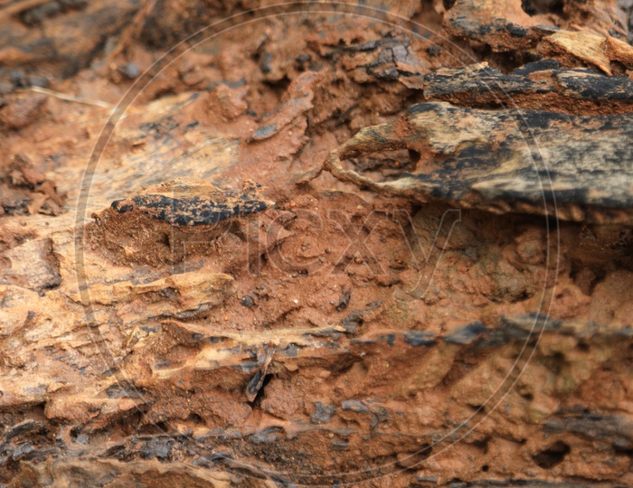 Close up details of Termites of a Tree branch