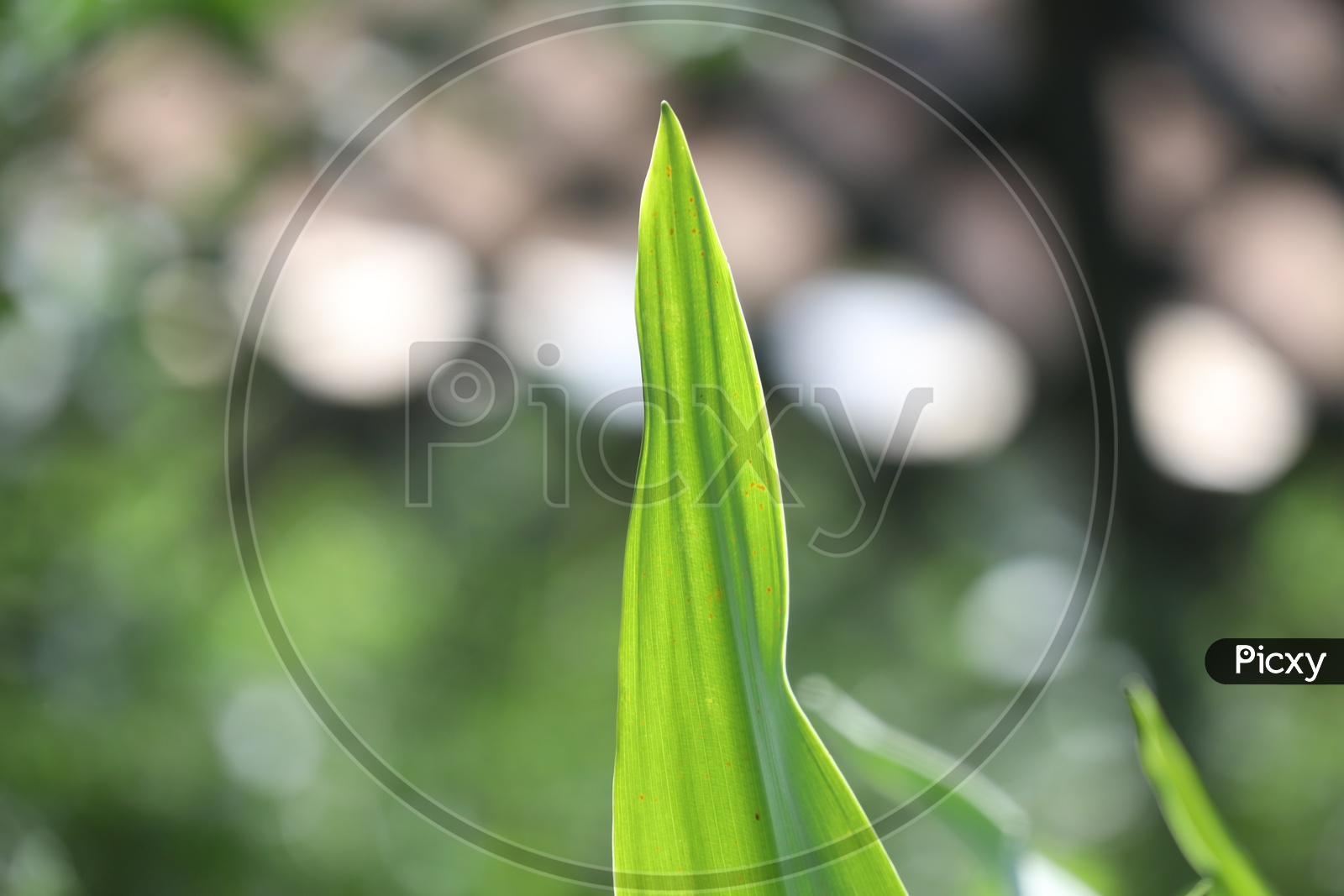 Close up of a grass leaf