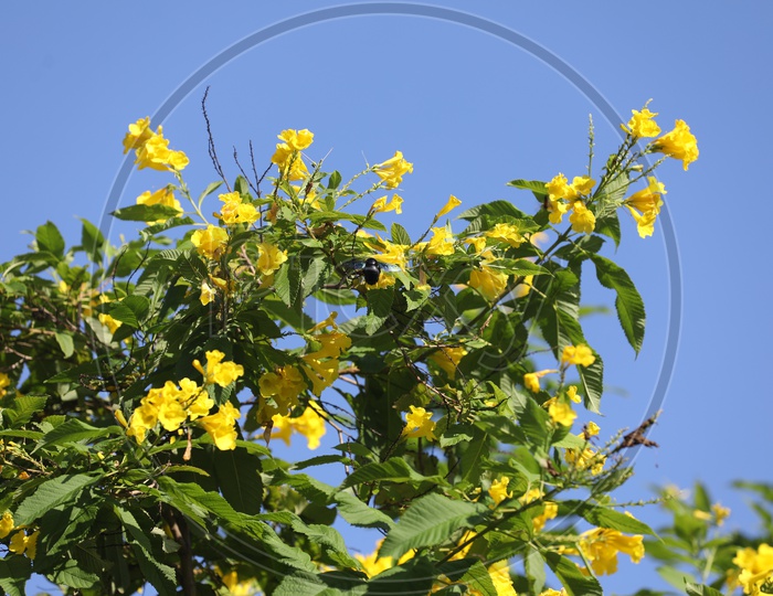 Yellow flowers against the blue sky