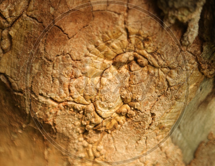 A Wood Texture with cracks
