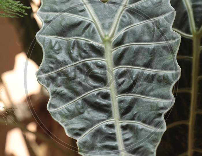 Pattern of the Chard Leaf