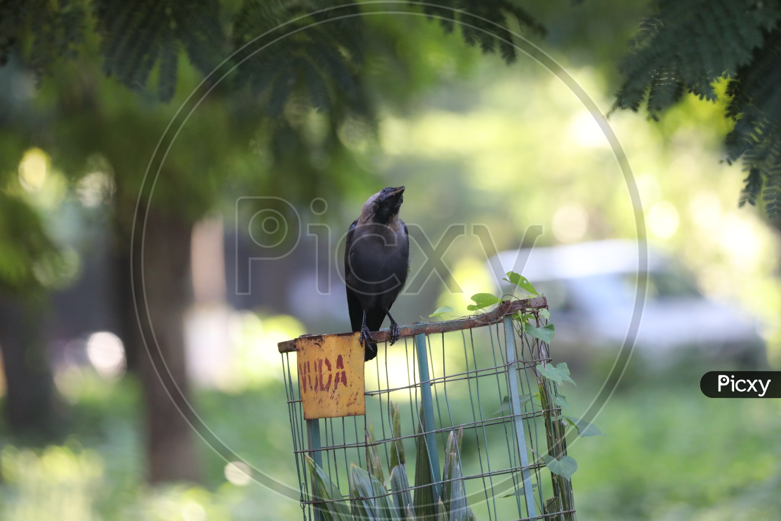 A Crow on the Plant Cage