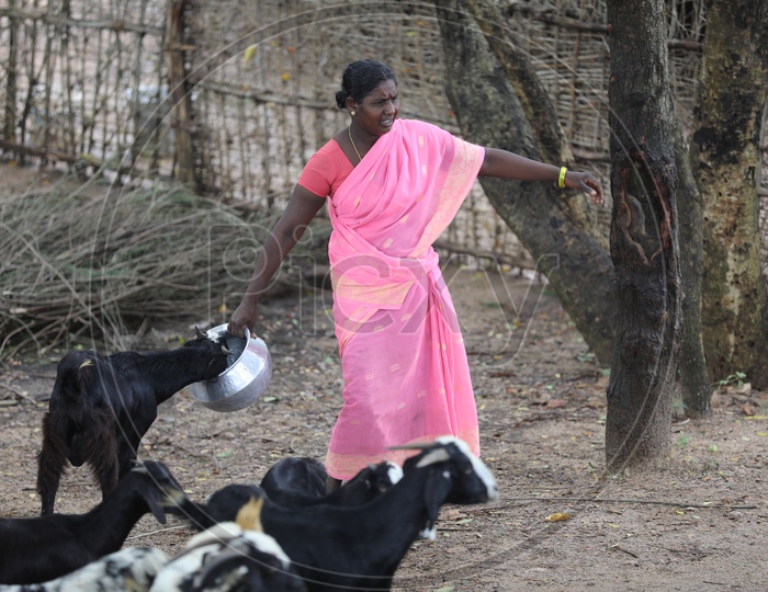 Indian elderly woman feed the goat