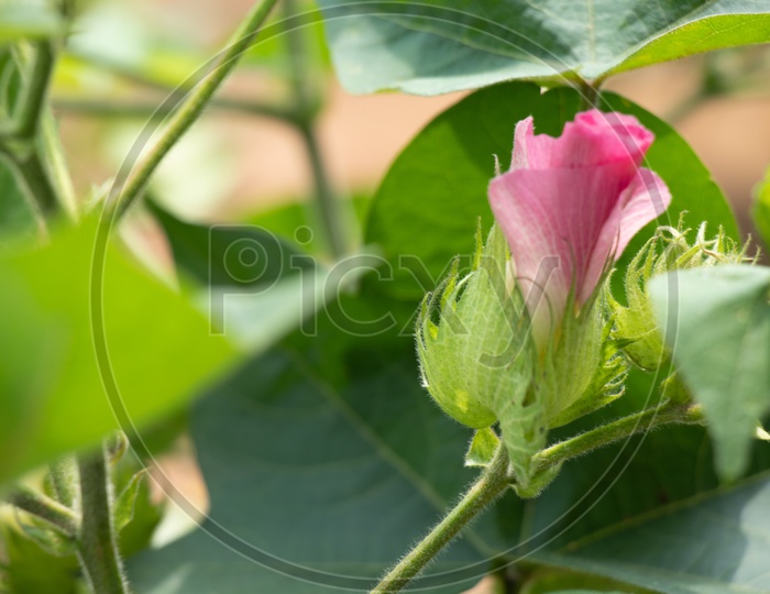 Cotton Flower In an Harvesting Field Closeup