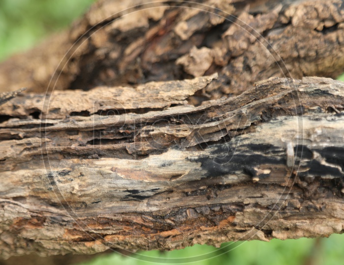 Borer Patches of the bark