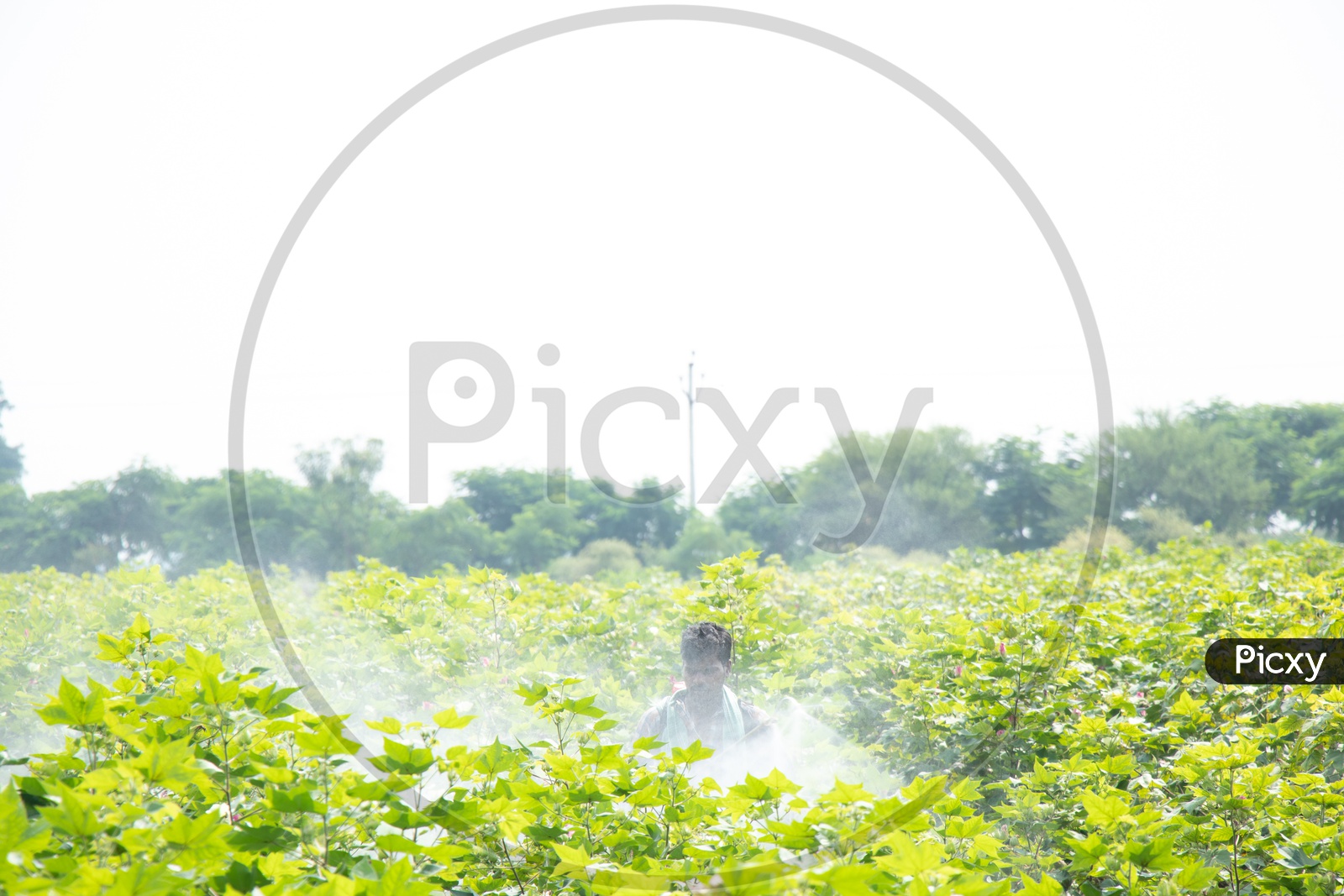 Young Indian Farmer Spraying Pesticides in Cotton Harvesting Fields