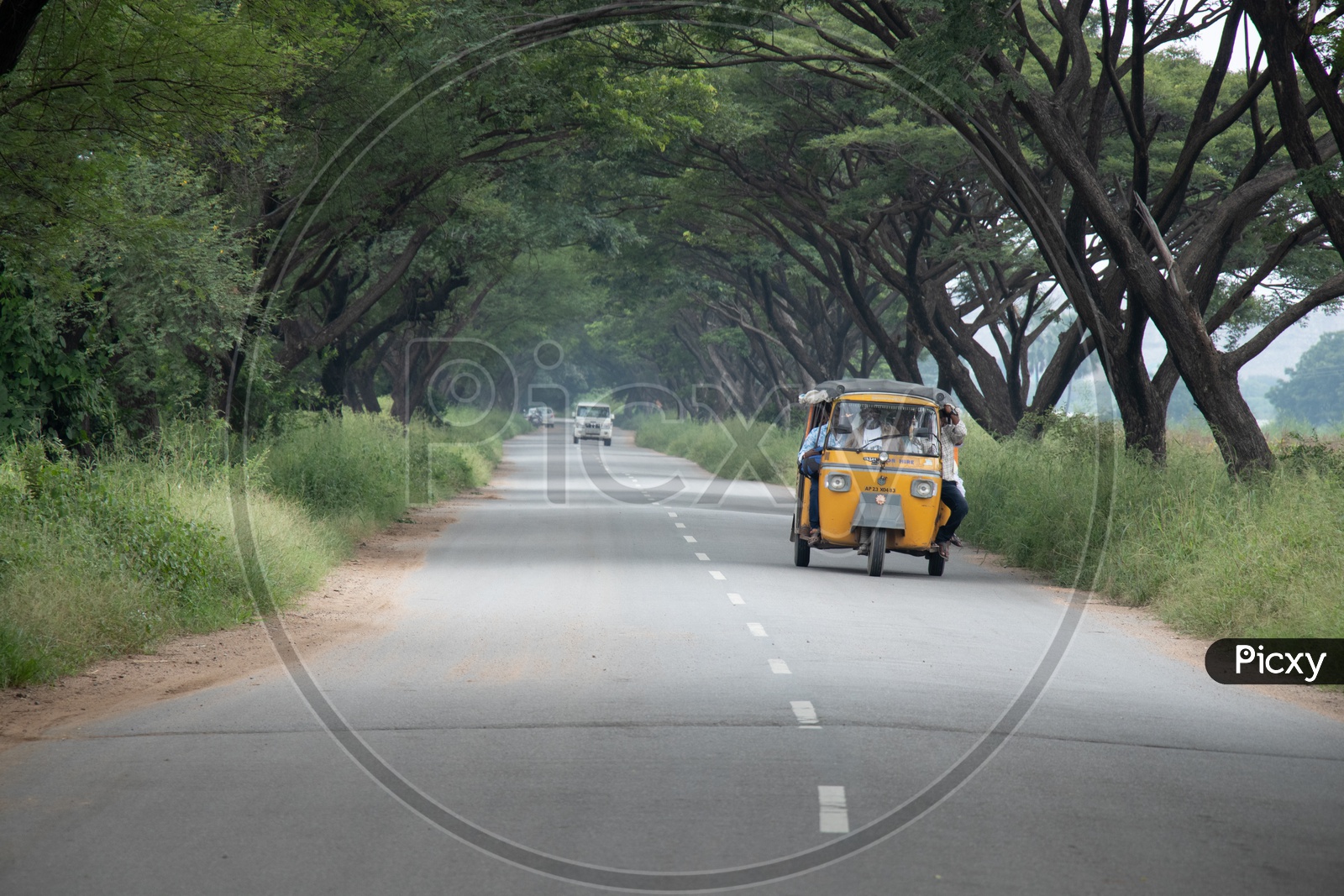 Autos Passing Through  The Canopy Of trees Over Rural Village Roads