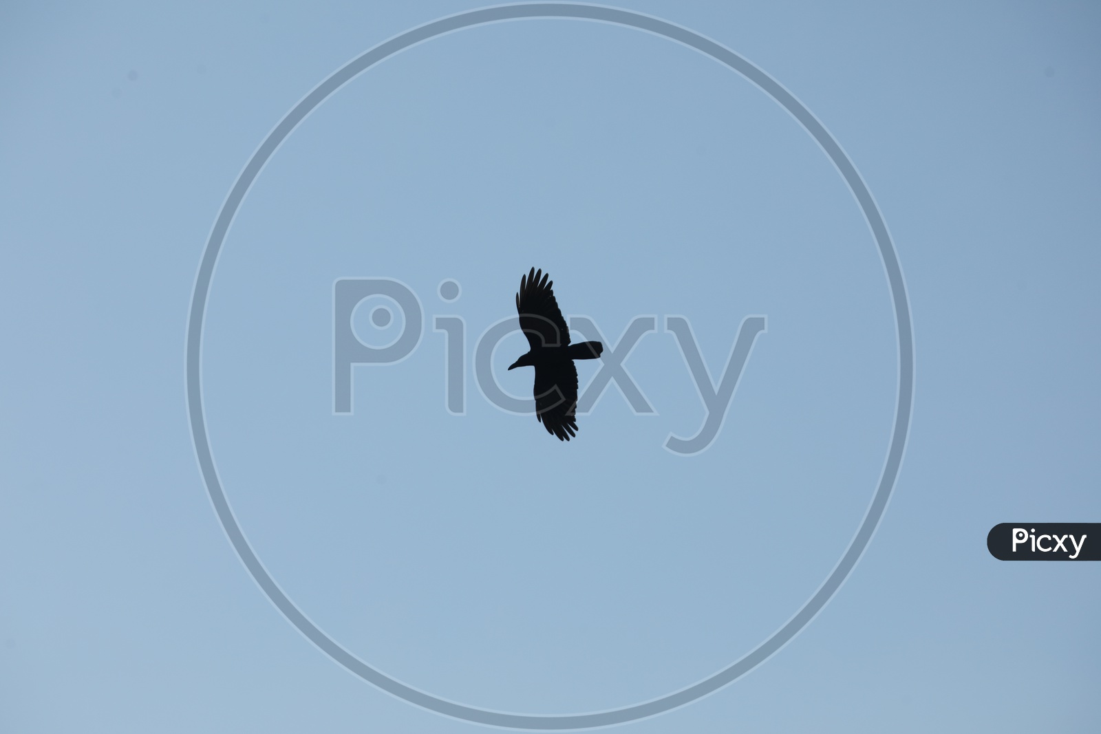 Silhouette of Eagle in the blue sky