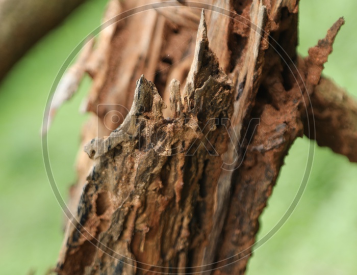 Closeup of a Dead Tree Branch