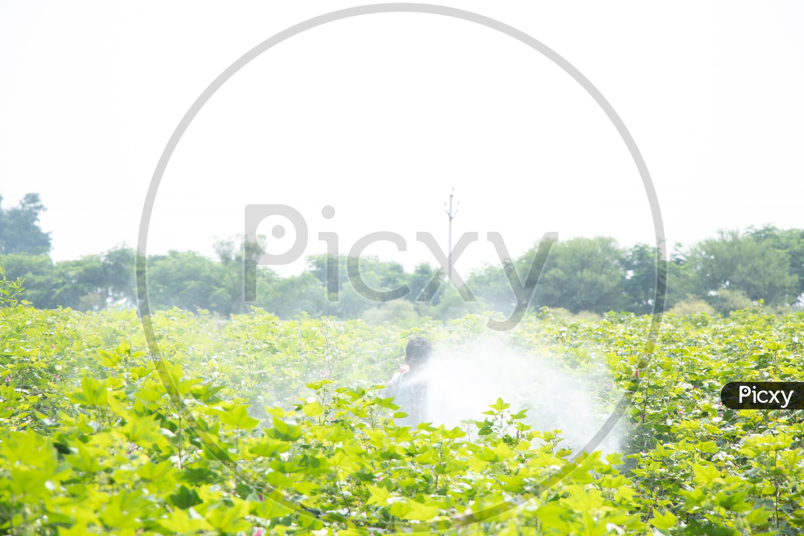 Young Indian Farmer Spraying Pesticides in Cotton Harvesting Fields