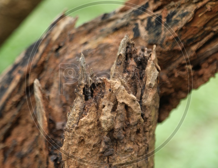 Close up of a Termite eaten tree branch